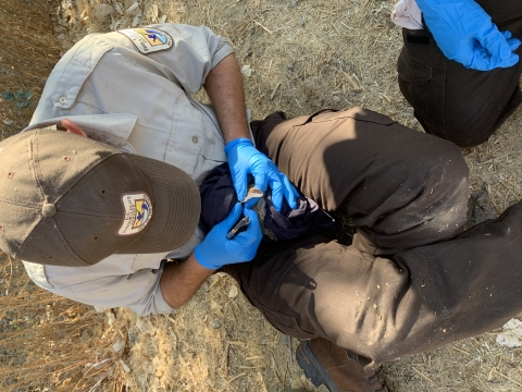 A biologist dressed in brown pants and hat and a khaki USFWS shirt attaches a metal tag to the ear of a riparian brush rabbit