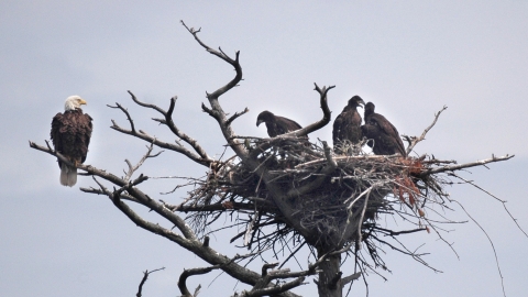bald eagle adult and juveniles in tree
