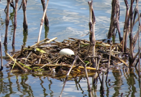 One white egg sitting in a straw nest surrounded by reeds in marsh water