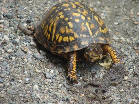 Close up of Eastern Box Turtle with it's head out