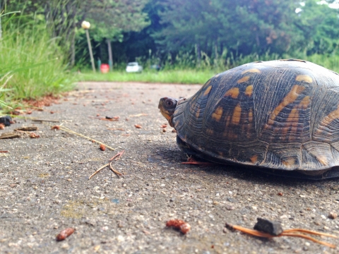 An eastern box turtle on a road