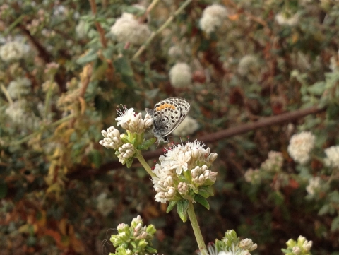 white butterfly with black and orange markings sits on green plant with white flowers