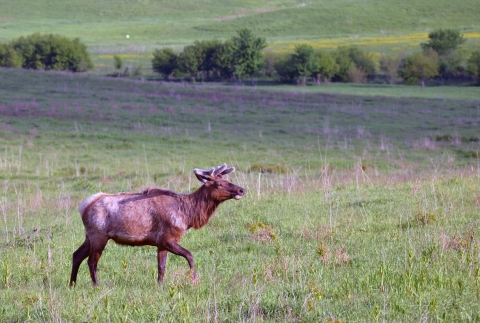 Bull elk with short antlers covered in velvet