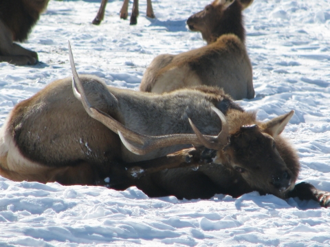 A bull elk with a single remaining antler