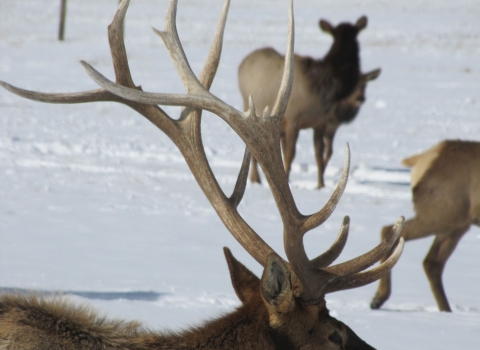 A close-up view of a rack of antlers on the head of a bull elk in a snowy field
