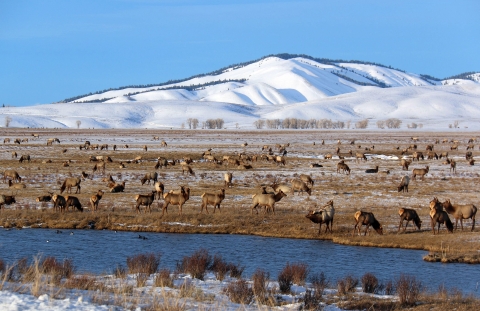 Dozens of elk dot a grassy field that is covered in light snow with heavily snow-covered mountains in the background