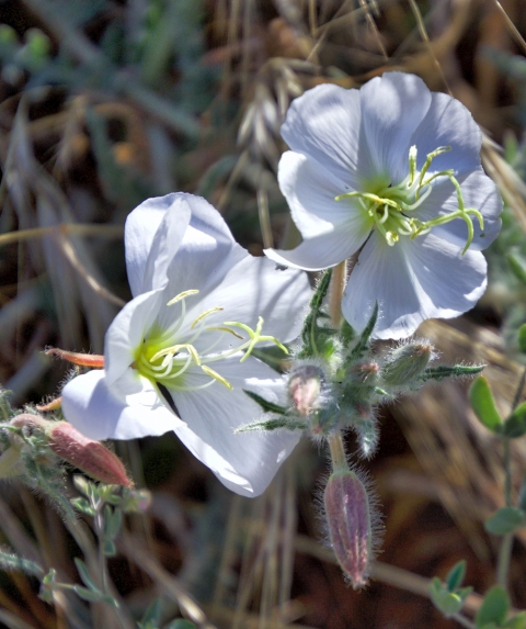 Two white-petaled flowers in bloom