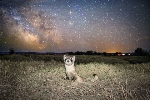A black-footed ferret emerges from its burrow in a grassy field under a night sky lit by the Milky Way at UL Bend National Wildlife Refuge. 