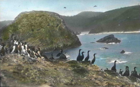 A hand-colored historical image of Common Murres and Brandt's Cormorants atop grassy Shag Rock, of Three Arch Rocks.