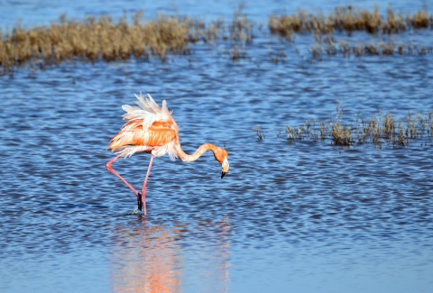 Greater flamingo foraging in the water