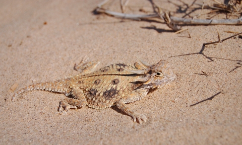 tan and brown lizard lies in desert