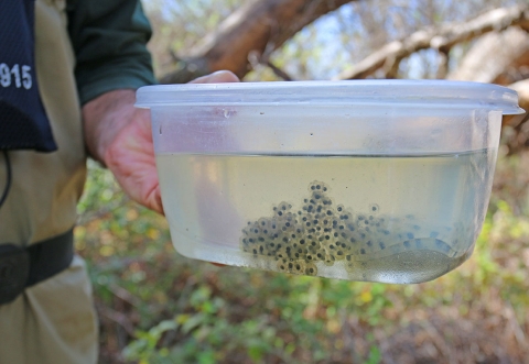 A container of frog eggs