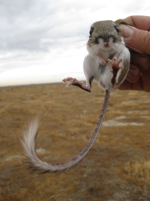 a giant kangaroo rat is held in the air by the scruff of its neck, its backleg extended toward the camera revealing its five toes
