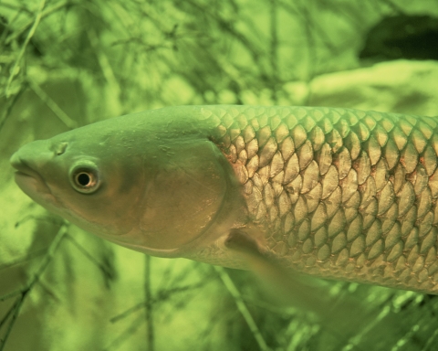 Grass carp