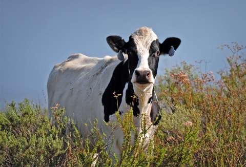 A cow standing in a field faces the camera.