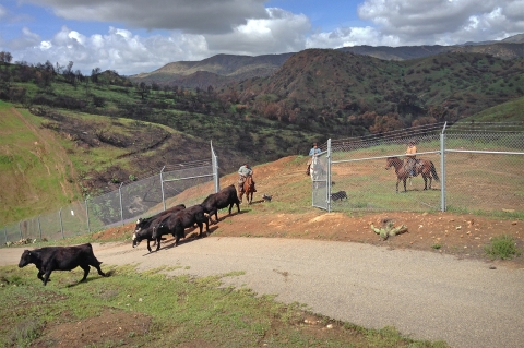 Several cattle walk across a road into a fenced in area of a ranch.