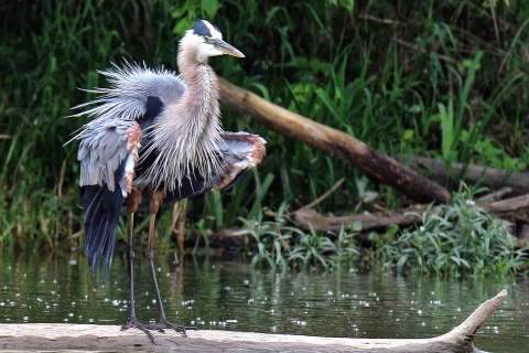 A great blue heron with ruffled feathers after taking a dip in the water
