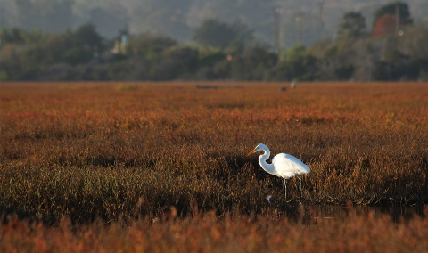 A large white bird standing in a field