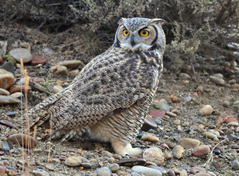 A great horned owl on the ground