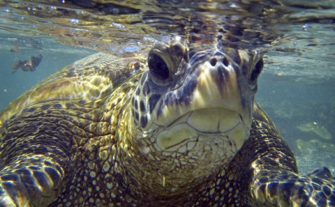 underwater closeup of sea turtle facing camera