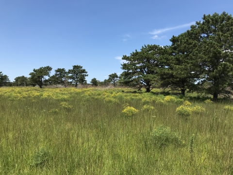 A meadow with yellow flowers surrounded by pine trees