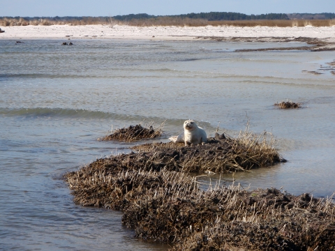 a white seal sits on a landing in the water