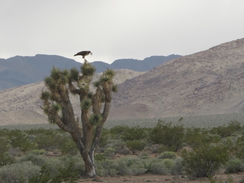a hawk sits atop a joshua tree with a rodent in its beak