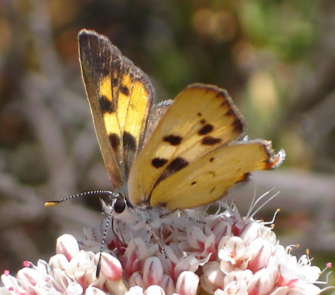 yellow butterfly with black spots sits on pink and white flowers