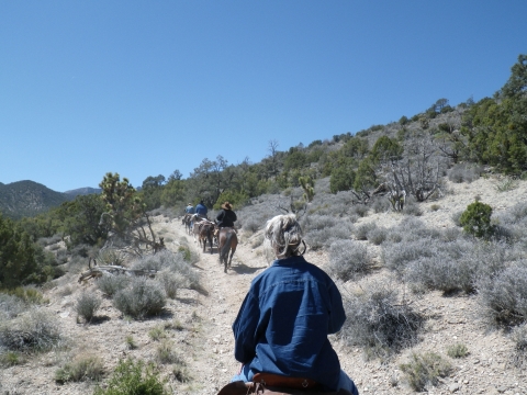 people riding on horseback along a dirt trail through a desert landscape