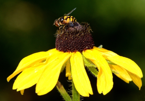 A flower fly on a blooming black-eyed susan