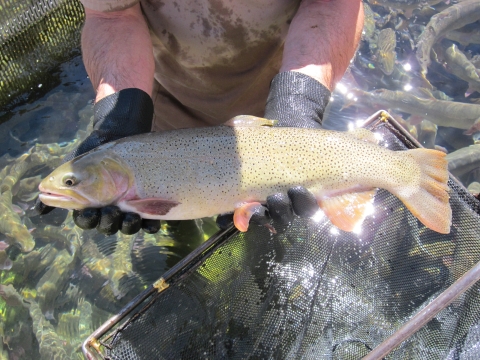 Image of a biologist holding a female fine spotted cutthroat