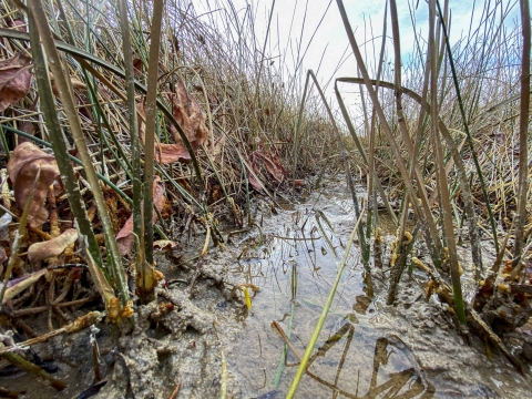close up shot of vegetation with water on the ground.