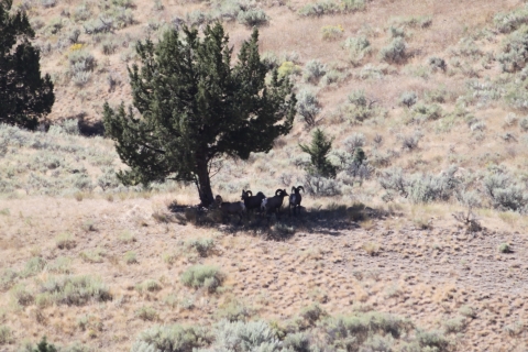 A few bighorn rams gathered under the shade of a tree in sagebrush country.