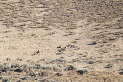 Small herd of bighorn sheep grazing in a grassland with scattered sagebrush.