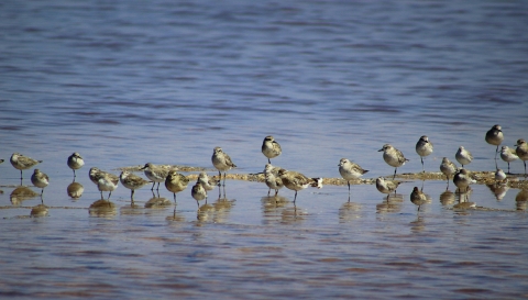 Several birds standing in water