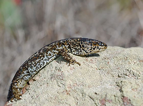 brown and white lizard lies on rock