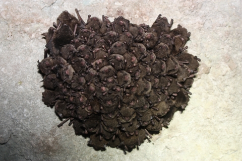 A cluster of Indiana bats on the ceiling of an abandoned limestone mine