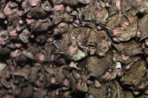 A cluster of endangered Indiana bats