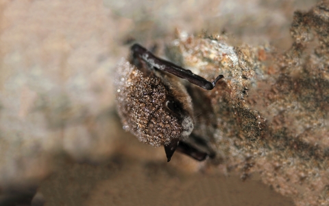 A little brown bat with white-nose syndrome