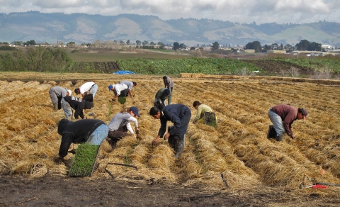 Several people planting in a field