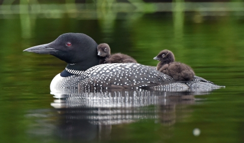 common loon with chicks