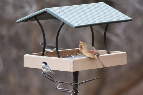A dark-eyed junco, black-capped chickadee and northern cardinal visit a bird feeder.