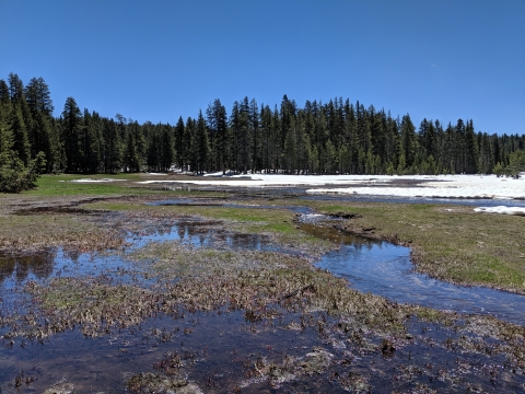 pools of water accumulate between patches of snow in a meadow surrounded by pine trees