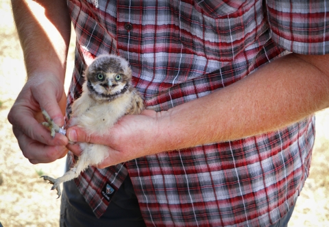 A man holds an owl chick and puts a band on the right foot.