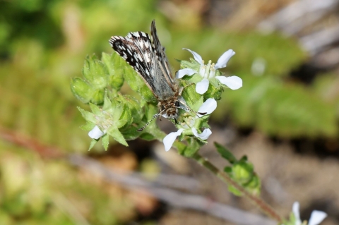 black, white and brown butterfly sits on green plant with white flowers