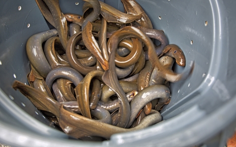 a bunch of parasitic eel-like fish with a gaping mouths