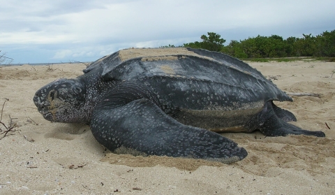 a large sea turtle on a beach, sand covers it partially