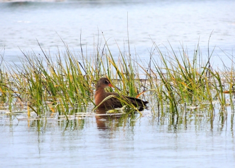 A brown bird with an orange bill sit amid reeds in a wetland