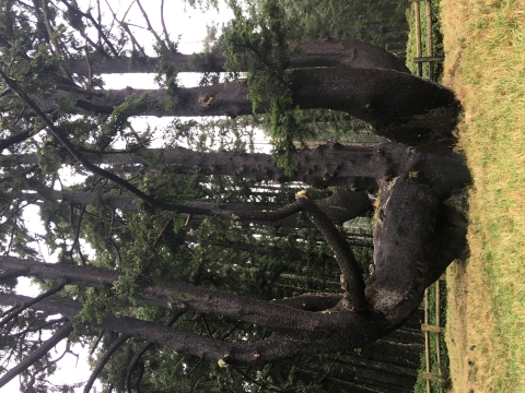 This Sitka Spruce tree with numerous trunks and a wide base looks a bit like the arms of an octopus protruding from the ground