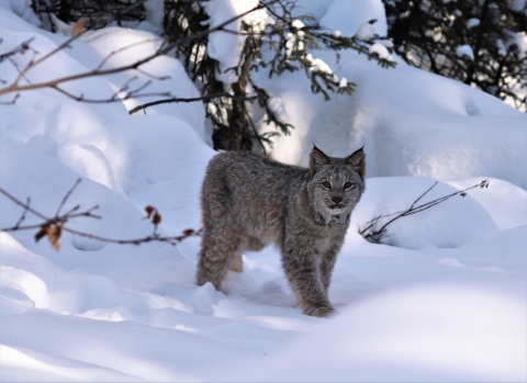 A wild cat called a lynx stands alone in the snow.
